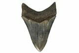 Serrated, Fossil Megalodon Tooth - South Carolina #180948-1